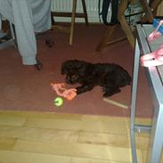 Blanding af racer Polly (Pocket)