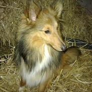 Shetland sheepdog Nigel