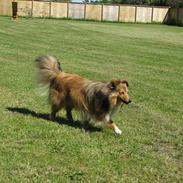 Shetland sheepdog Nigel