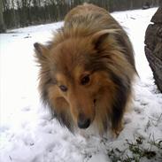 Shetland sheepdog Nigel