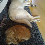 Shetland sheepdog Nigel