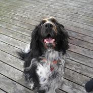 Engelsk springer spaniel Rollo 