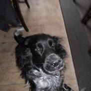 Engelsk springer spaniel Rollo 