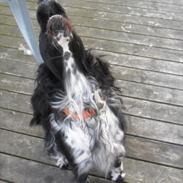 Engelsk springer spaniel Rollo 