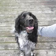 Engelsk springer spaniel Rollo 