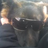 Schæferhund Flobber