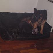 Schæferhund Flobber