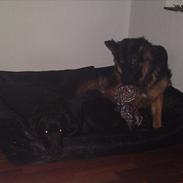 Schæferhund Flobber