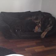 Schæferhund Flobber