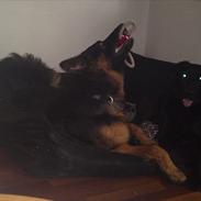 Schæferhund Flobber