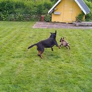 Bullterrier miniature Bikatos Lord Byron - kaldet Eddie Spaghetti