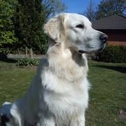 Golden retriever Charlie
