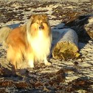 Collie langhåret DOW Golden Star