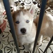Siberian husky Novo