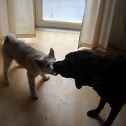Siberian husky Novo