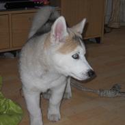 Siberian husky Novo
