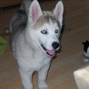 Siberian husky Novo