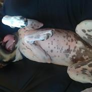 Dansk svensk gaardhund Pjevs. :D