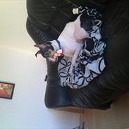 Dansk svensk gaardhund Pjevs. :D