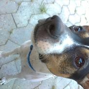 Dansk svensk gaardhund Pjevs. :D