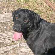 Labrador retriever Bosa