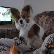 Papillon simba