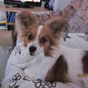 Papillon simba