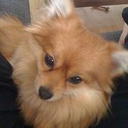 Pomeranian Topsys Cleo