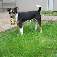 Dansk svensk gaardhund Daisy