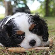 Cavalier king charles spaniel Cavaking´s Zoya
