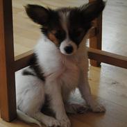 Papillon Amy