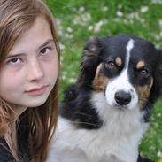 Australian shepherd Echo