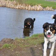 Australian shepherd Echo