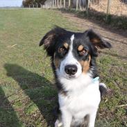 Australian shepherd Echo