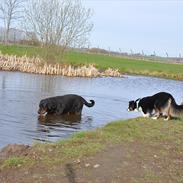 Australian shepherd Echo