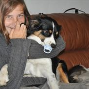 Australian shepherd Echo