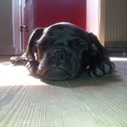 Blanding af racer Boris