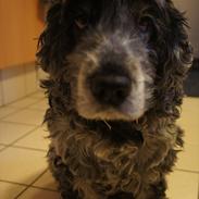 Cocker spaniel | Smila