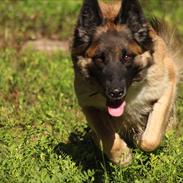 Blanding af racer Tervueren/Schæfer/Samojede Keeta