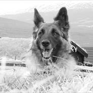 Blanding af racer Tervueren/Schæfer/Samojede Keeta