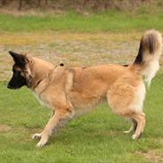 Blanding af racer Tervueren/Schæfer/Samojede Keeta