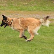 Blanding af racer Tervueren/Schæfer/Samojede Keeta