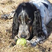 Cocker spaniel Oscar