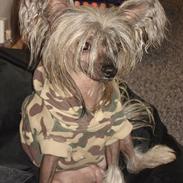 Chinese crested hårløs Capone *Solgt*