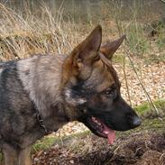 Schæferhund Bufas PRI-WAT (Loke)