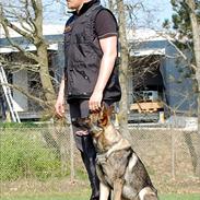 Schæferhund Bufas PRI-WAT (Loke)