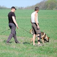 Schæferhund Bufas PRI-WAT (Loke)