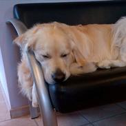 Golden retriever rufus