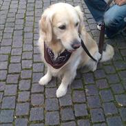Golden retriever rufus