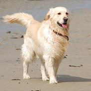 Golden retriever rufus
